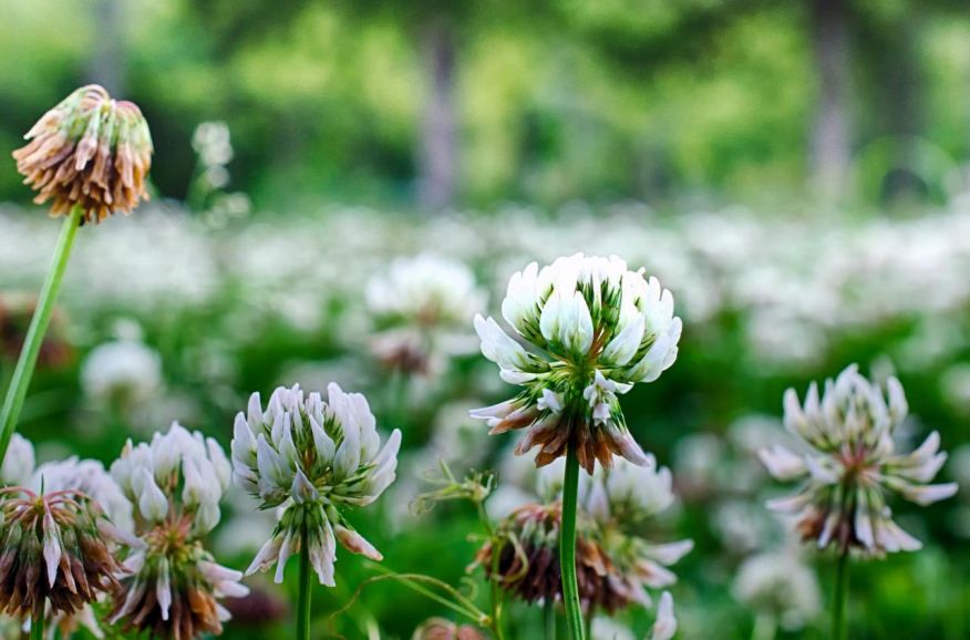 Jardim Botânico de Flores vence Prémio Nacional!